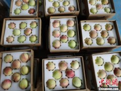 “中国水蜜桃之乡”迎新出口订单 拟常态化“输