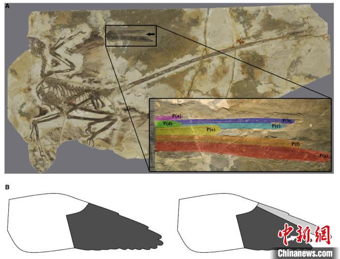 小盗龙化石中发现的顺序换羽行为的化石证据。(科研团队 供图)