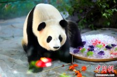 大熊猫在厦乐享“四果汤”消暑